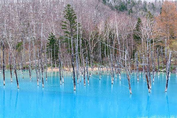Top Winter Getaways: Blue Pond, Hokkaido, Japan