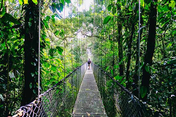 NFTs and Adventure Travel: Hanging bridge in jungle