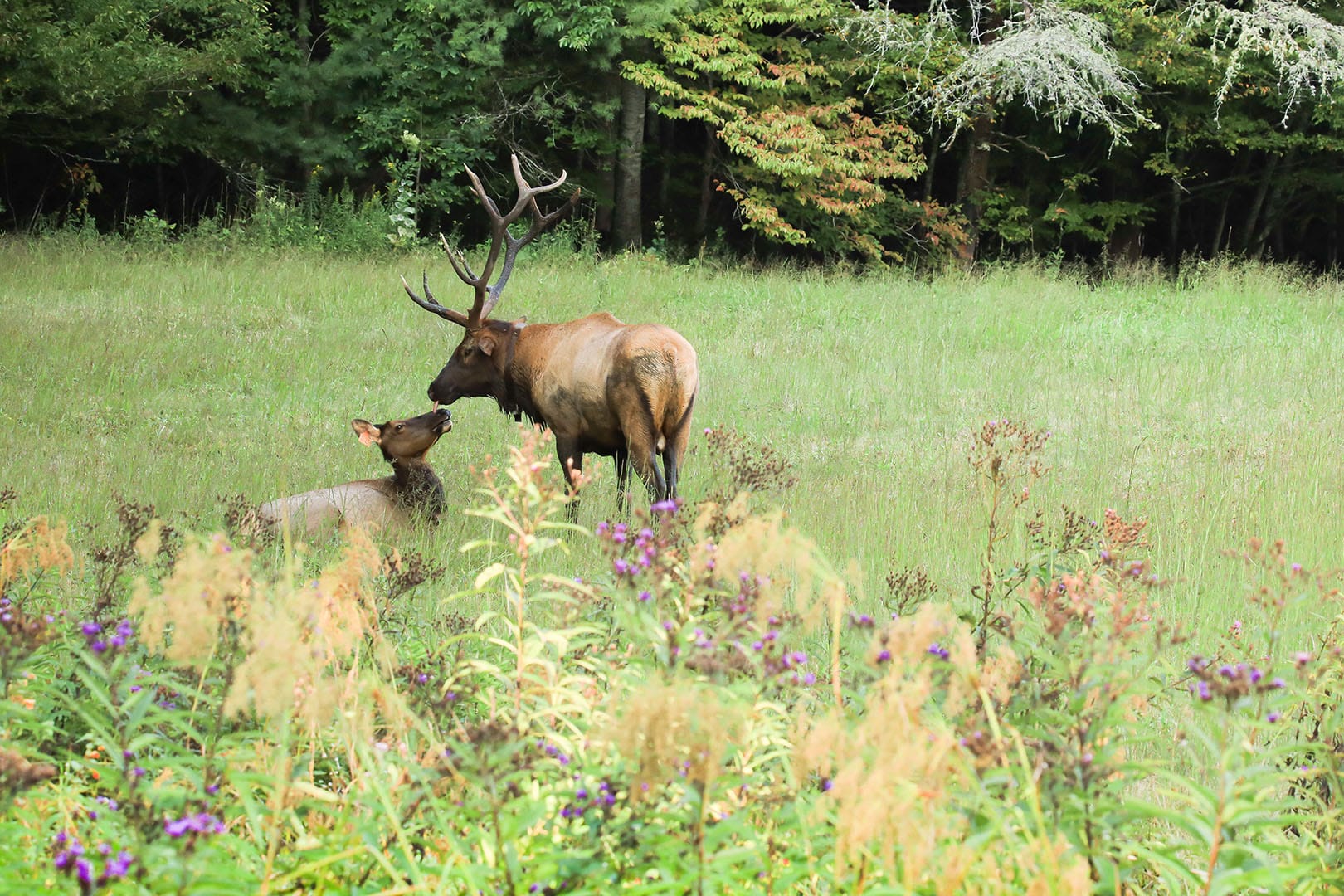 elk in cataloochee valley