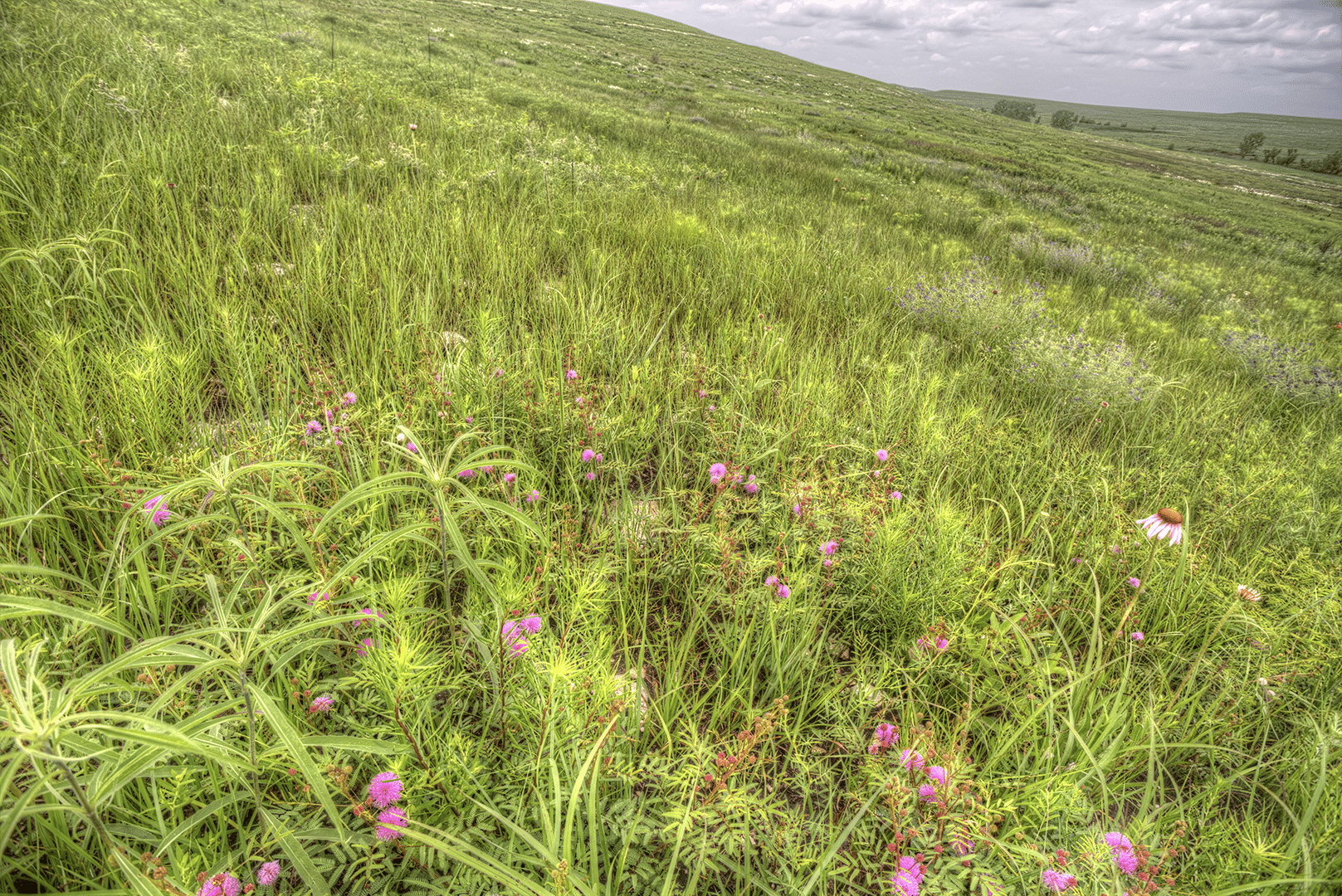 kansas prairie