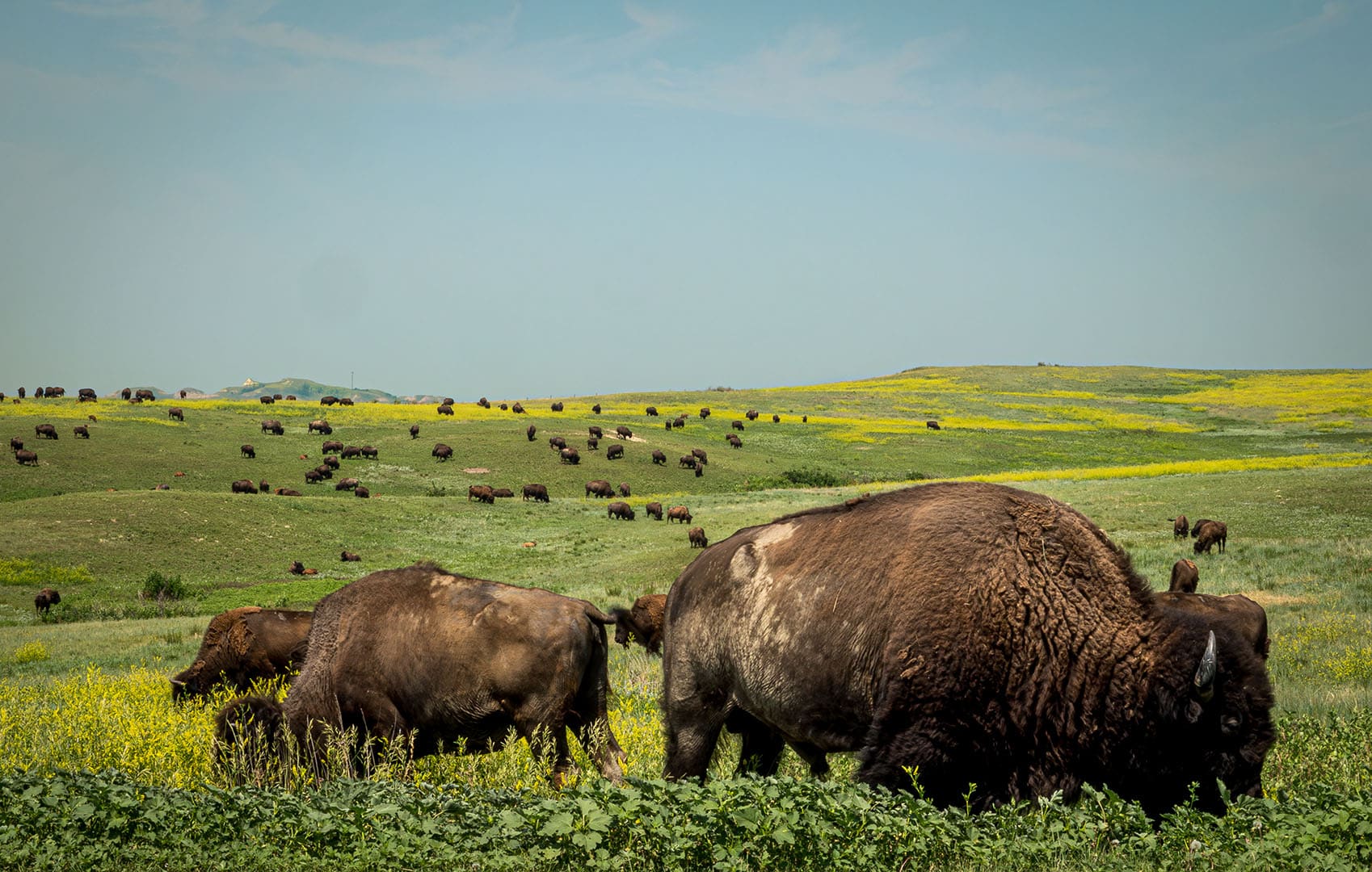 north dakota buffalo