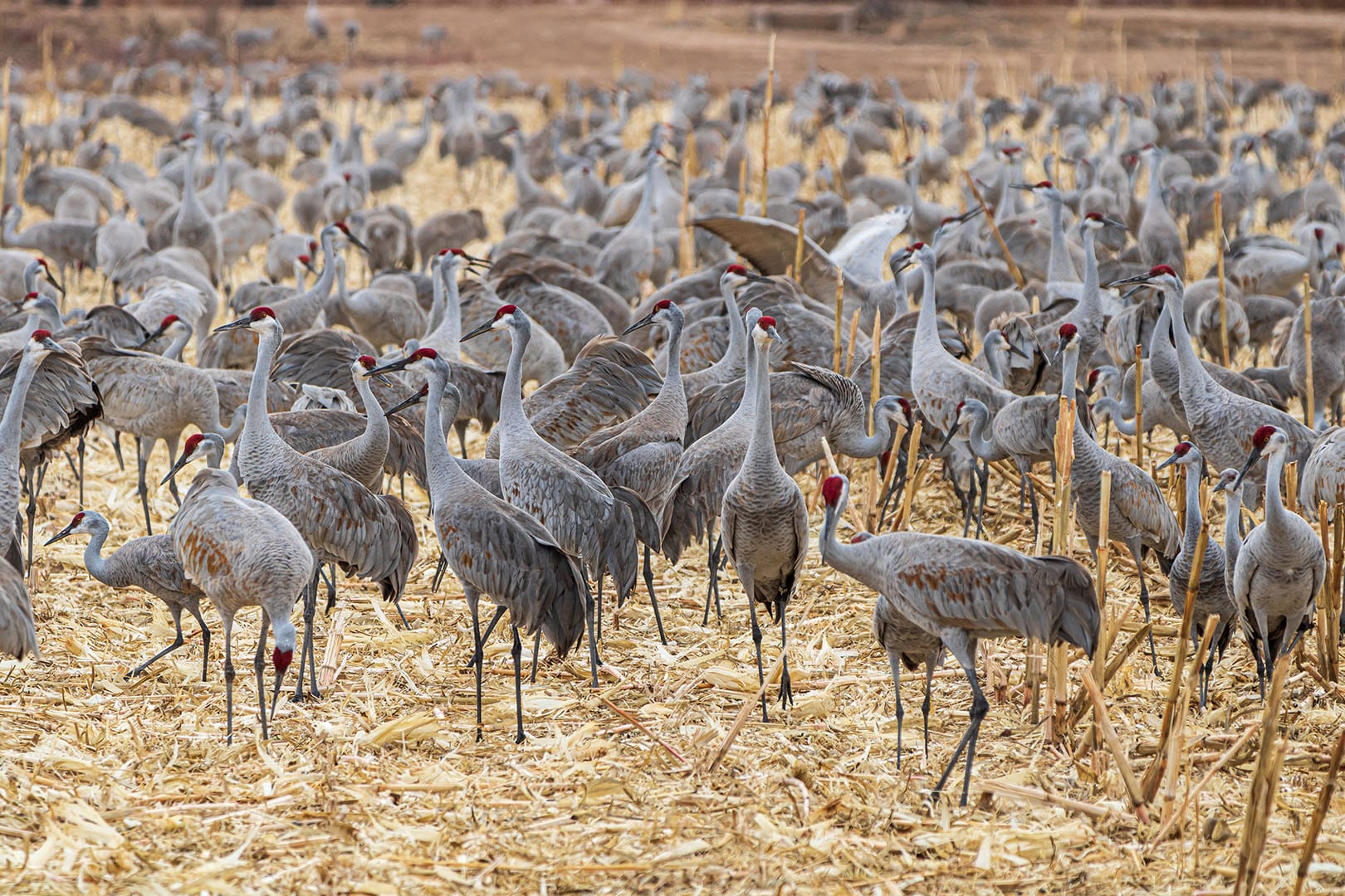 nebraska sandhill cranes