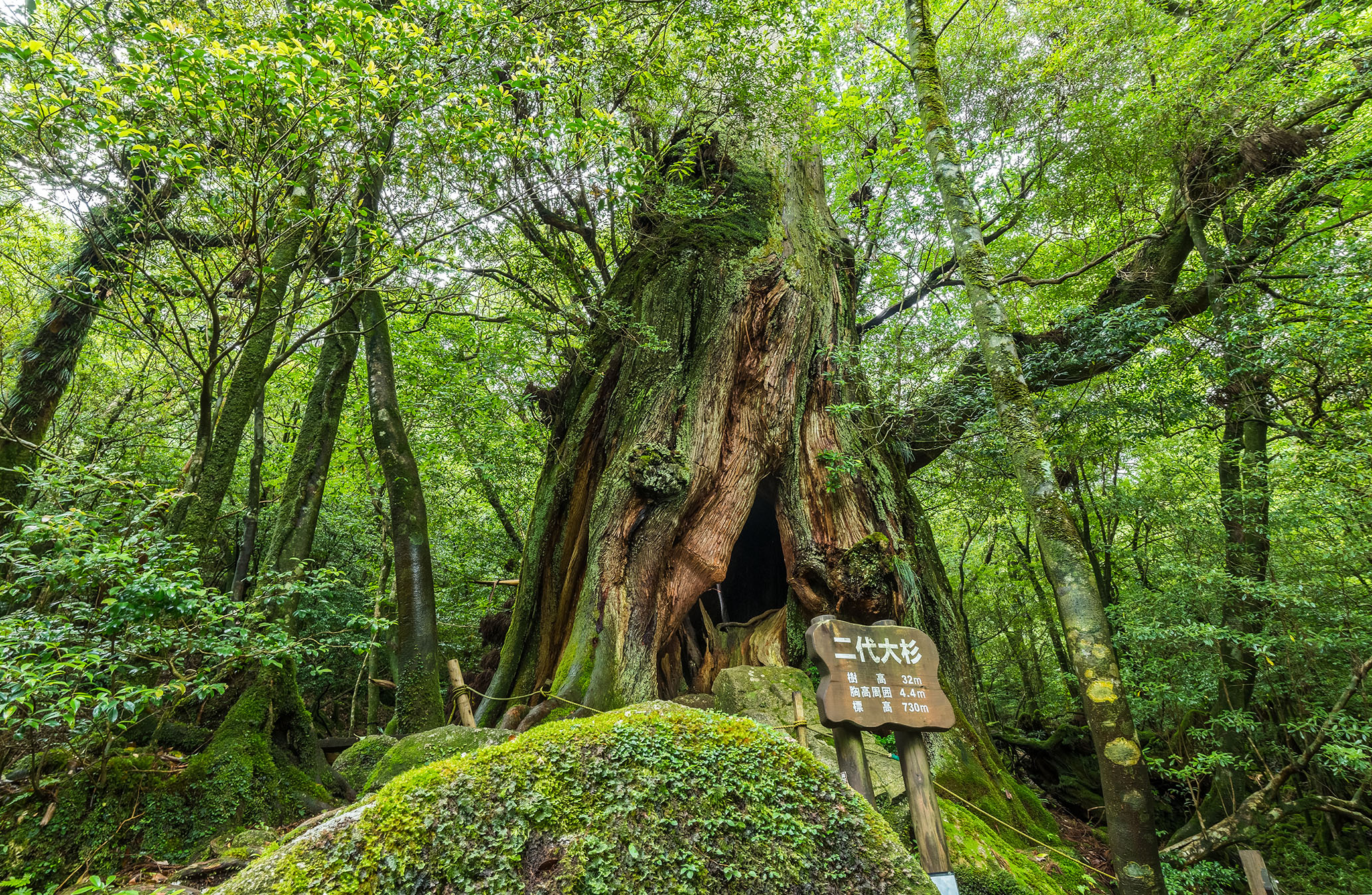 mystical destinations japan forest